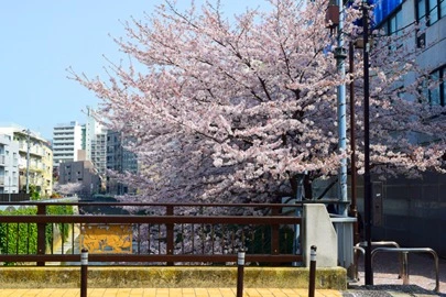 Bridalチューリップ「春は恋の季節と言われる根拠」-2