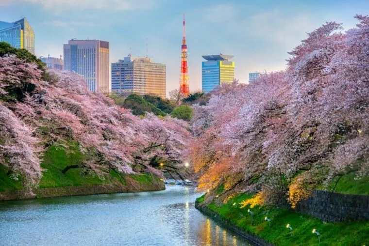 東京で婚活するのにおすすめの自治体3選