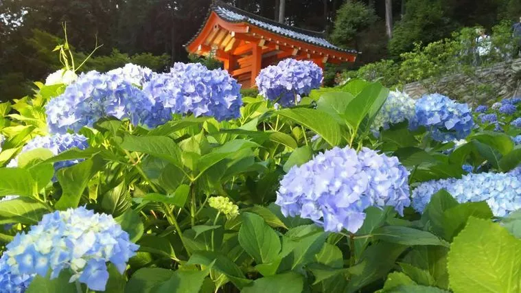 梅雨入りか～・・・そうだ！紫陽花を見に行こう！