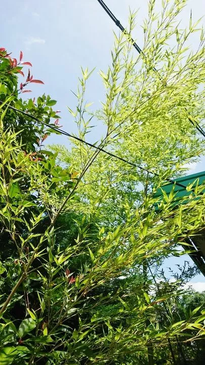 良縁コンシェルジュ町田「結婚相談会・七夕飾りの準備～」-2