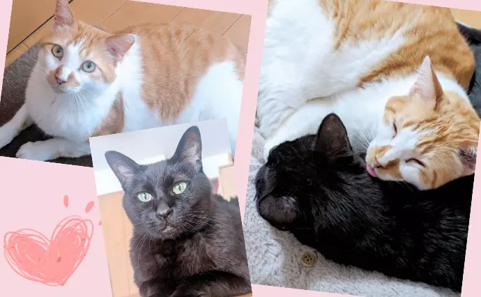 マリヴィットで婚活した40代前半女性の画像2