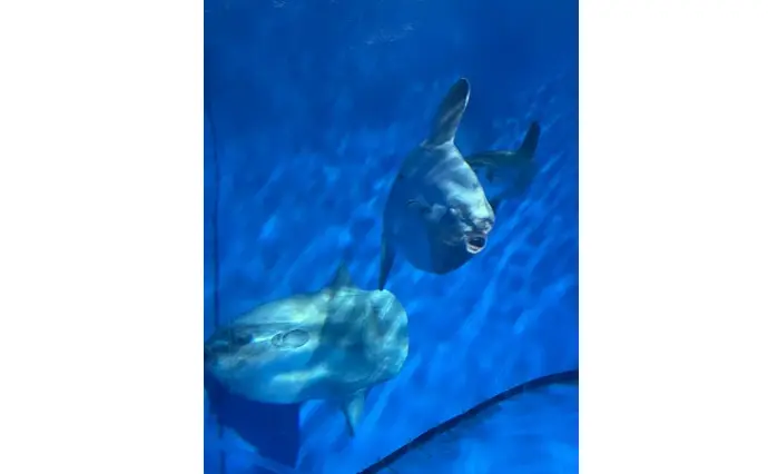 Amazing Dayで婚活した30代前半女性の画像3