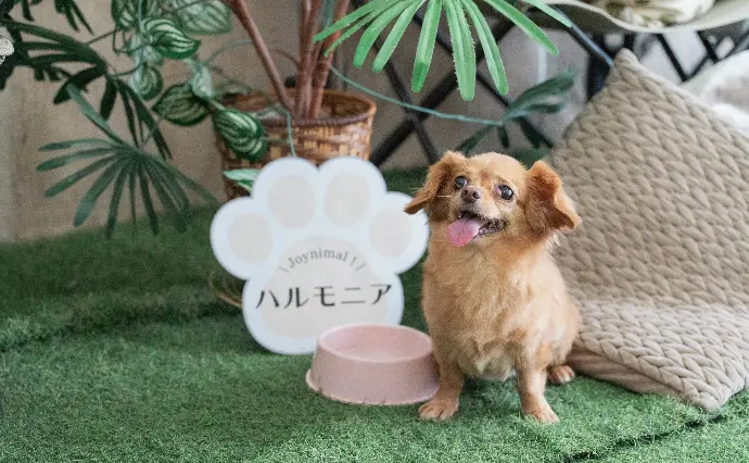 ハルモニアで婚活した40代前半女性の画像2