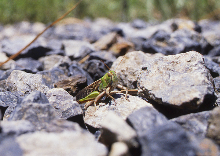 バッタの季節 トノサマバッタ 連載コラム 情報 知識 オピニオン Imidas イミダス バッタの季節 トノサマバッタ 連載コラム 情報 知識 オピニオン Imidas イミダス