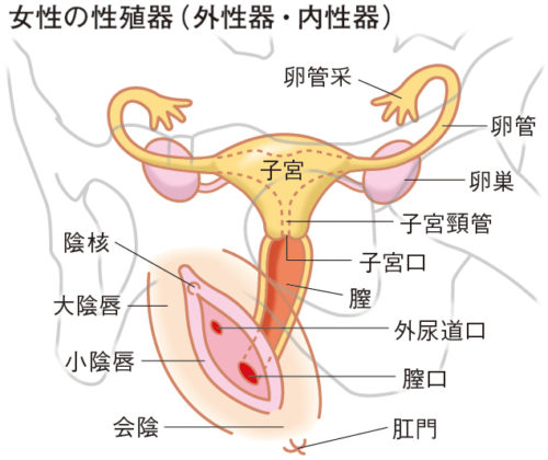性知識イミダス：女性の生殖器を知ろう②外性器  連載コラム  情報 