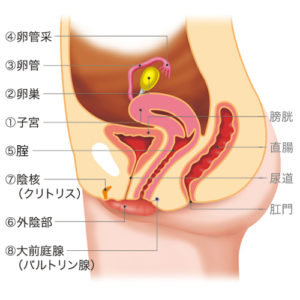 性知識イミダス：女性の生殖器を知ろう | 連載コ …