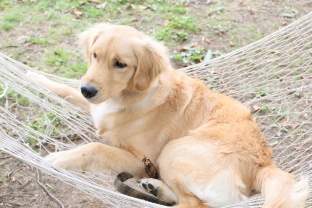 今さら獣医師に聞けないシリーズ：春の予防～狂犬病予防接種編～