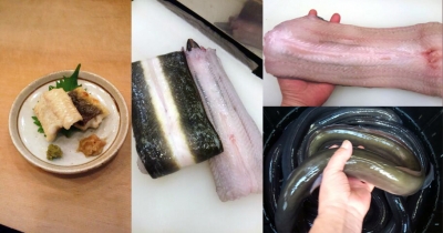 岡山県児島湾ブランド 天然青うなぎ 赤坂 鮨 まつい