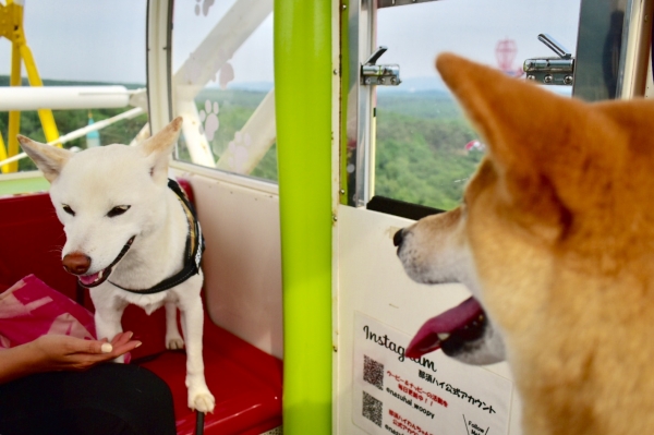 愛犬と遊園地 那須ハイランドパーク ハルノスケが居ますゆえ