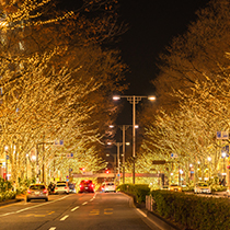 東京・表参道