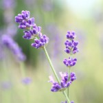 ヒロミンの口コミ