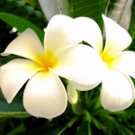 リラワディのユーザー画像