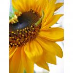 さわっちのユーザー画像