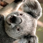 リリーのユーザー画像