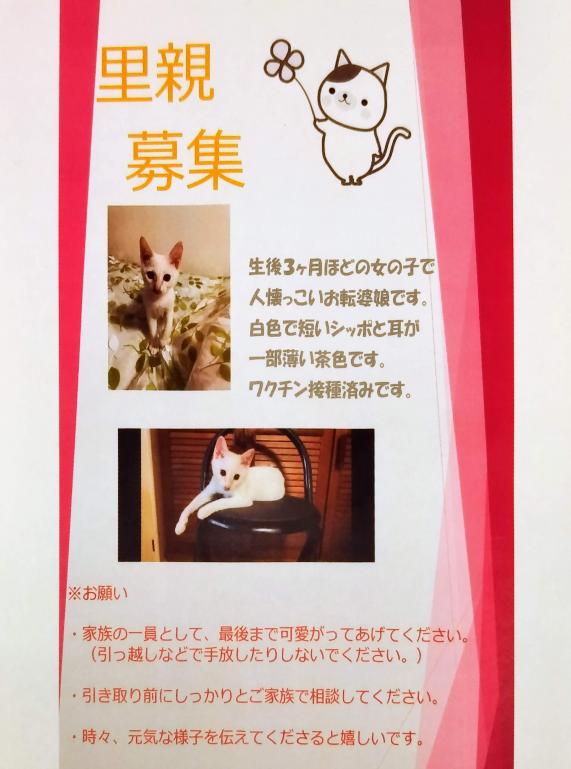 オリベ動物病院 石川県金沢市 里親さん募集 迷い猫ちゃん