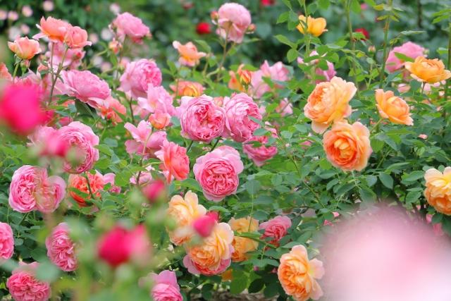 バラをここまで咲かせたい