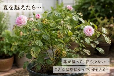 夏を越せなかったバラ
