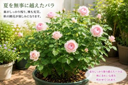 夏を越えたバラ