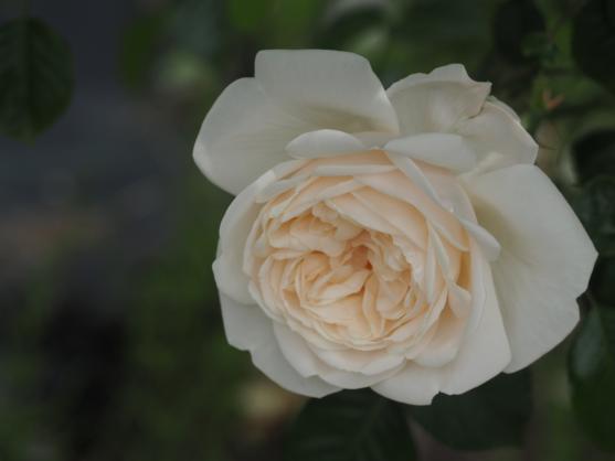花弁の多いサマーメモリーズの花