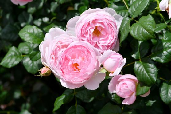 セプタード・アイル バラ