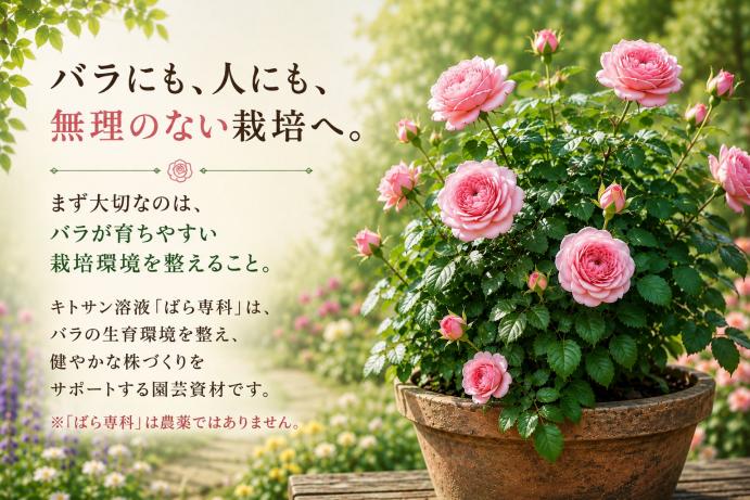 バラの高温対策　夏越し