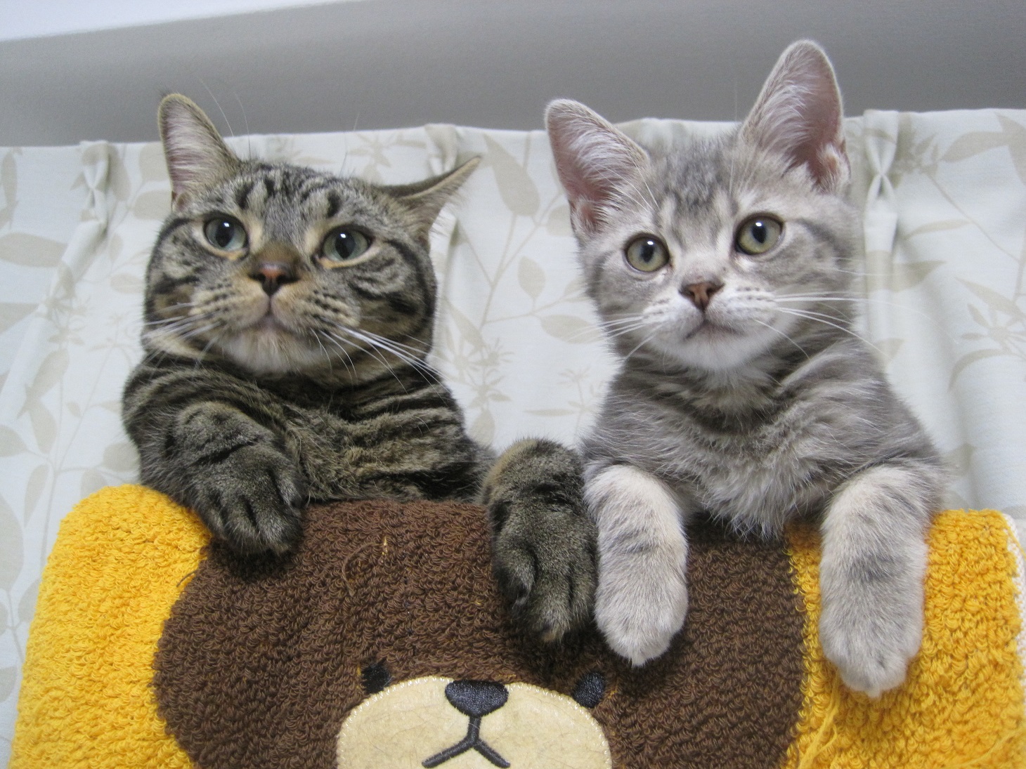 Jiminy C Cattery Mioka みおかさん家の猫 アルバム Part1 Jiminy C Cattery Mioka みおかさん家の猫 アルバム Part1
