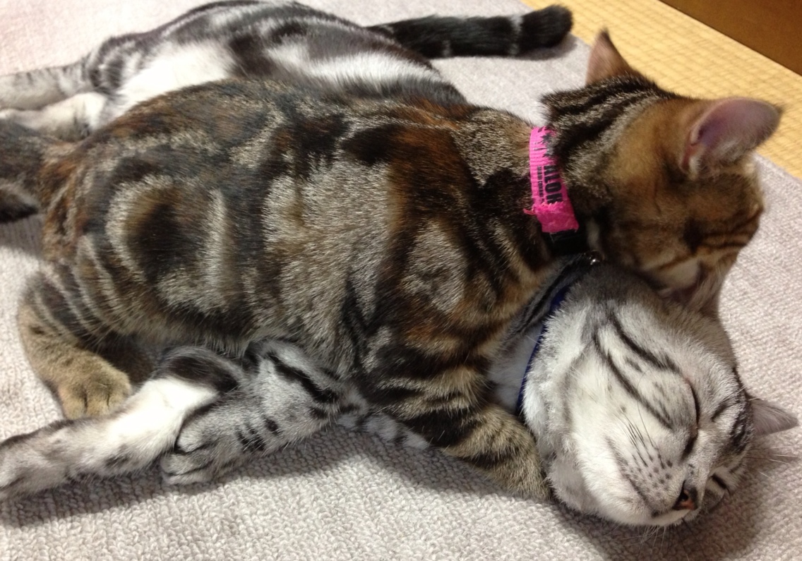 Jiminy C Cattery Mioka みおかさん家の猫 アメリカンショートヘアについて