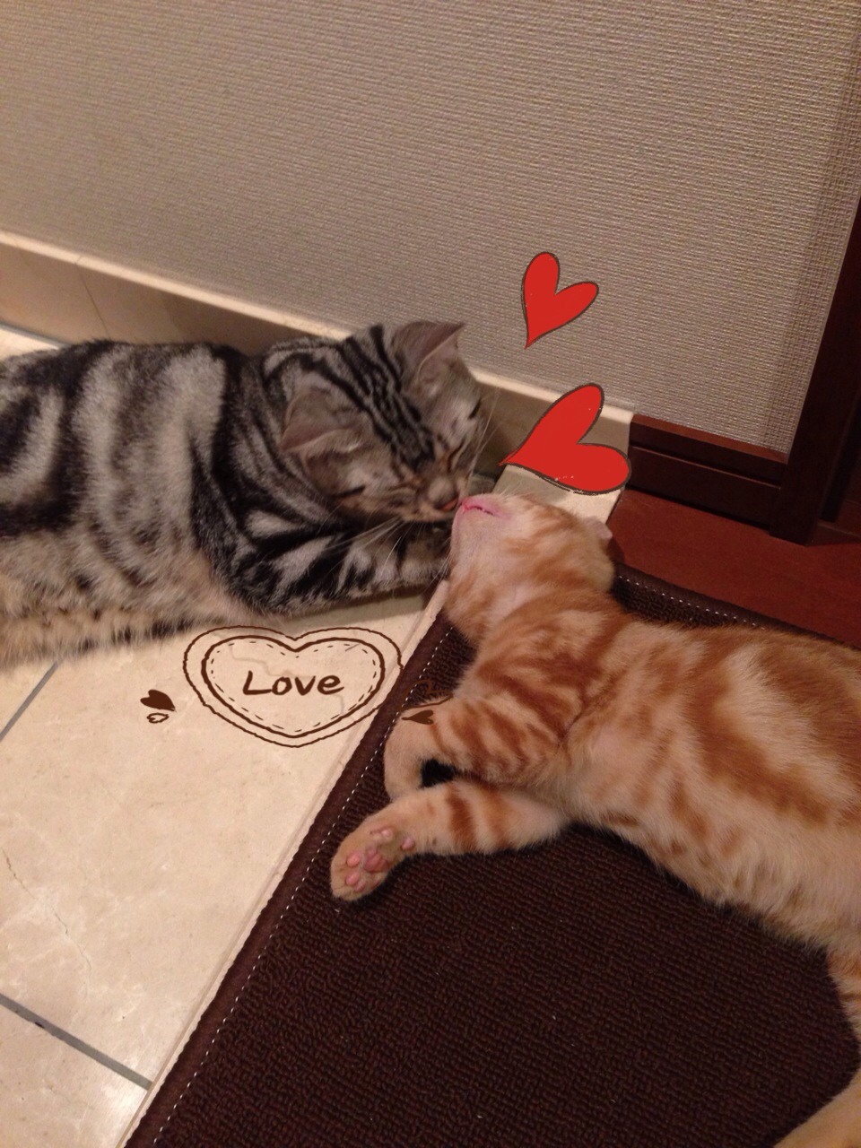 Jiminy C Cattery Mioka みおかさん家の猫 アメリカンショートヘアについて