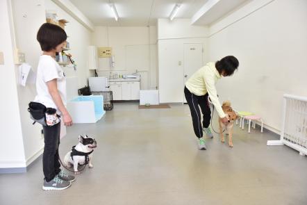 家庭犬しつけトレーニング D L P プレイバウ グループレッスンの内容