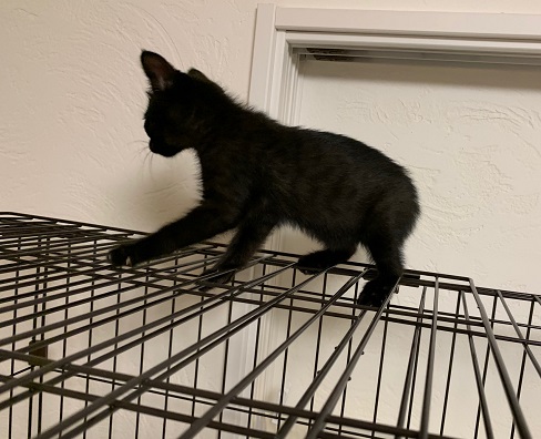 動物いのちの会いわて 19 9 5黒猫 くるみちゃん 19 7 7生まれの女の子