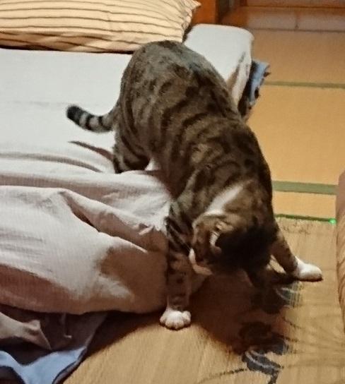 動物いのちの会いわて 愛猫を探しています