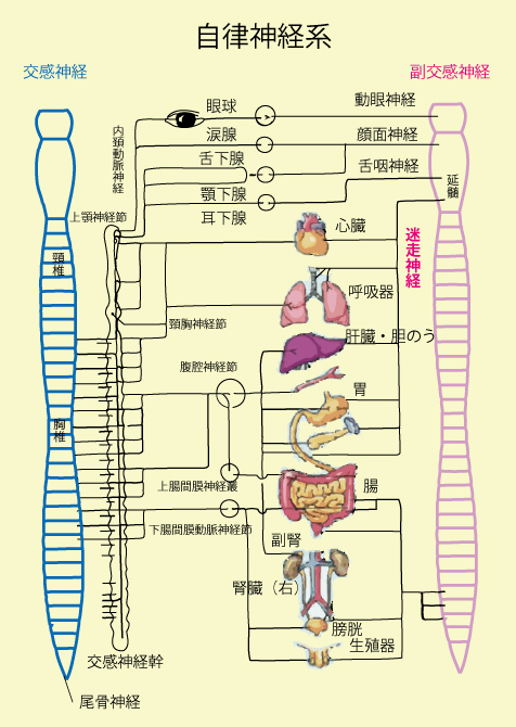 副交感神経系