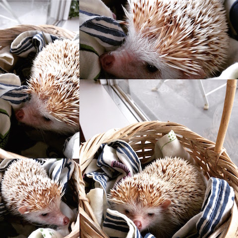 Live Bird ハリネズミ