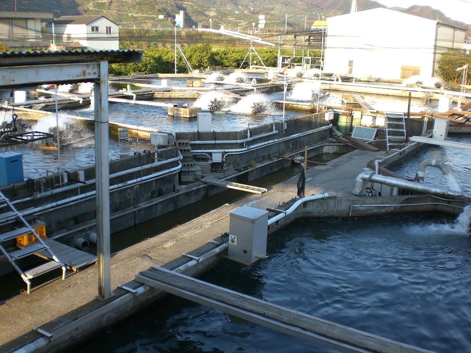 鮎の養殖場 風景