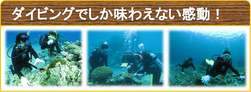 石垣島で体験ダイビングツアー