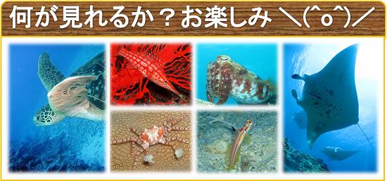 楽しみな石垣島の海をご紹介