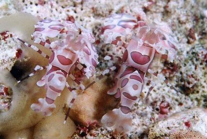 石垣島のフリソデエビのペア