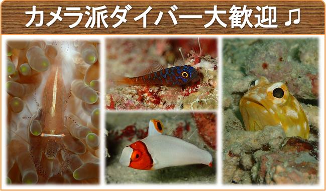 写真派ダイバー歓迎