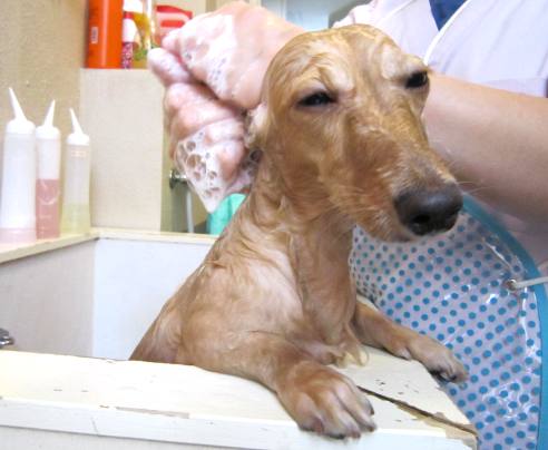 堺市のトリミング「ペットサロン、犬猫の美容室」すまいるペットケア