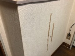 特殊清掃(猫の吐血)施工前