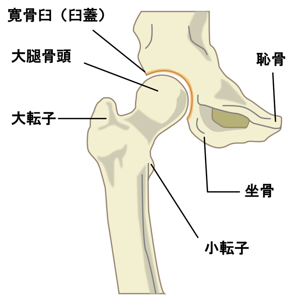 股関節症の構造