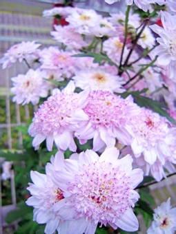 菊花02, JPG 菊花02, 户外, 花瓣, 叶子, JPG