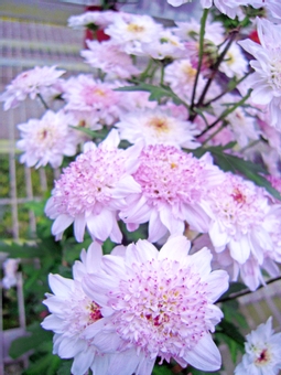 Chrysanthemum 02, outdoors, petal, flower, JPG