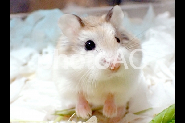 写真の無料素材 写真ac