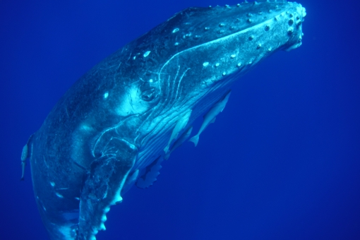 gaze, underwater, fish, nobody is here, JPG
