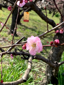 梅花 梅花