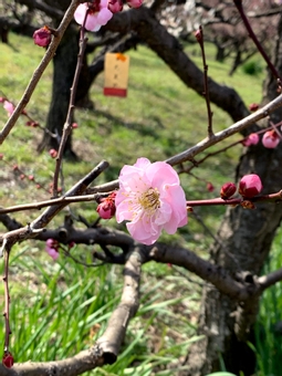 plum Bossom, plum garden, plum blossom, pink torenia, JPG