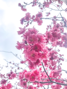 full blooming cherry blossoms, cherry blossoms, flower, cherry-blossom viewing, JPG