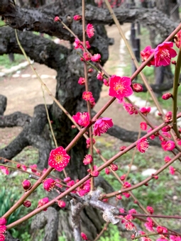 梅花 梅花