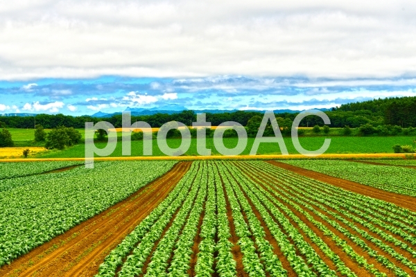 写真の無料素材 写真ac